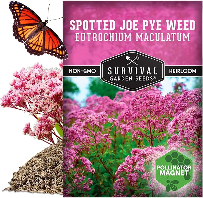 Survival Garden Seeds - Spotted Joe Pye Weed Seeds for Planting | Eutrochium maculatum | Butterfly Magnet | Perennial North American Native Wildflower - 1 Pack