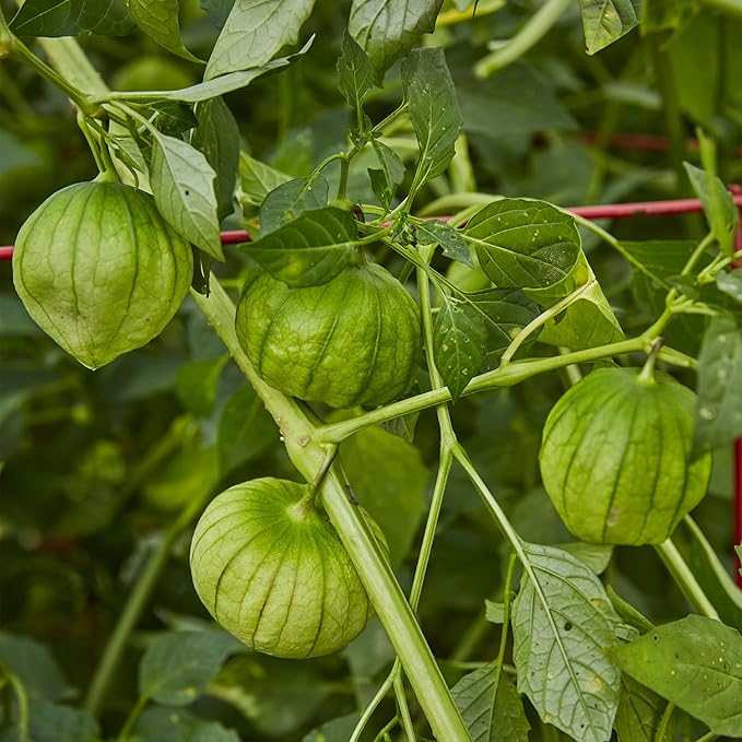 Burpee Gigante Verde Tomatillo Seeds - Large, Productive Salsa Vegetable