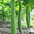 30 Super Long Luffa Gourd Seeds – Non-GMO Climbing Vegetable for Vertical Gardening and Home Gardens