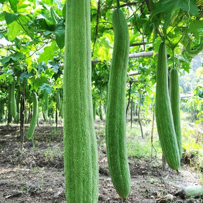 30 Super Long Luffa Gourd Seeds – Non-GMO Climbing Vegetable for Vertical Gardening and Home Gardens