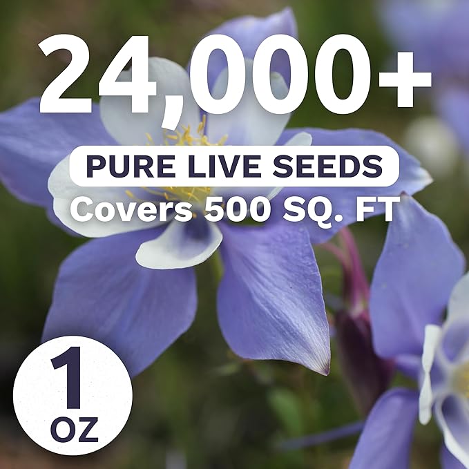 Columbine Blue – Large 1 Ounce Seed Packet – 24,000 Flower Seeds for Planting – Aquilegia caerulea