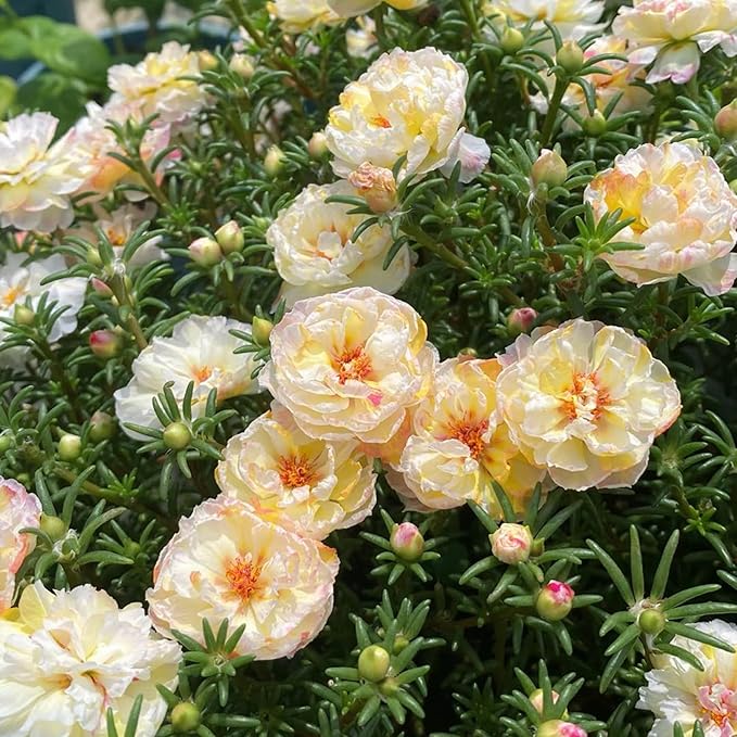 Double Moss Rose Seeds for Planting, 10000pcs Rare Portulaca Grandiflora Rose Flower Seeds, Heirloom Non-GMO Ground Cover Home Garden Flowers for Outdoors
