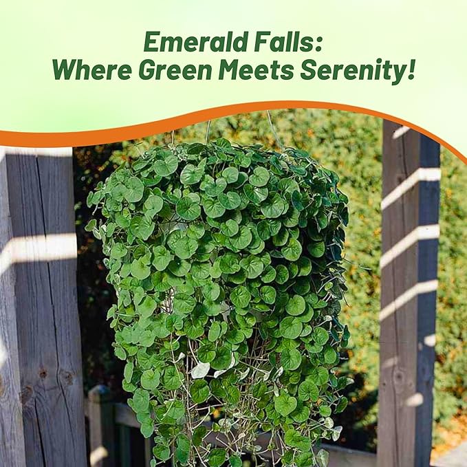Outsidepride Perennial Dichondra Emerald Falls Seed - 30 Pcs Drought & Heat Tolerant, Low-Growing, Ground Cover Seeds for Planting Lush Green Ground Cover for Gardens, Pathways & Container Planting