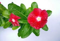 Park Seed Vinca Flower Plant Seeds, Easy to Grow, Perfect for Spring Garden, Pacifica Burgundy Halo, Pack of 50