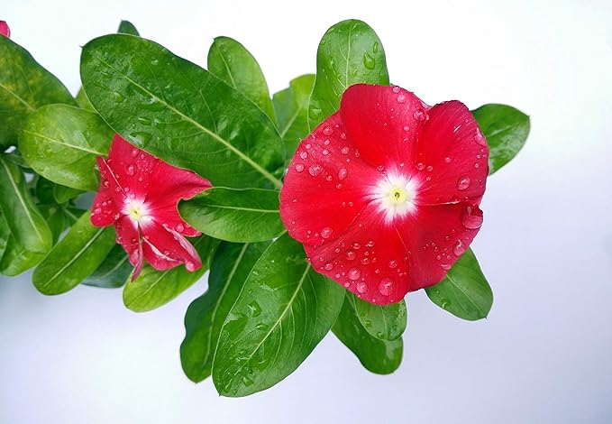 Park Seed Vinca Flower Plant Seeds, Easy to Grow, Perfect for Spring Garden, Pacifica Burgundy Halo, Pack of 50