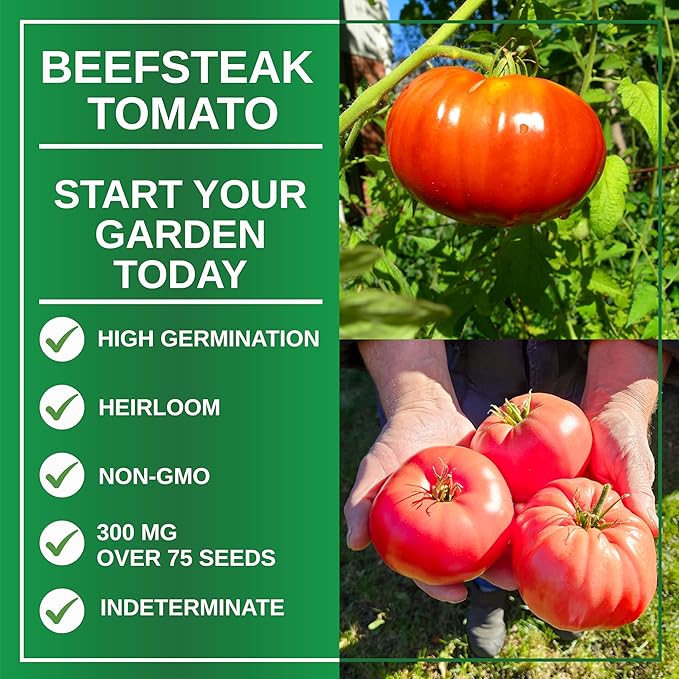TKE Farms & Gardens - Beefsteak Tomato Seeds for Planting, 75+ Non-GMO Heirloom Seeds, Grow Juicy, Meaty Tomatoes Perfect for Slicing, Sandwiches & Sauces, Includes Easy Growing Instructions