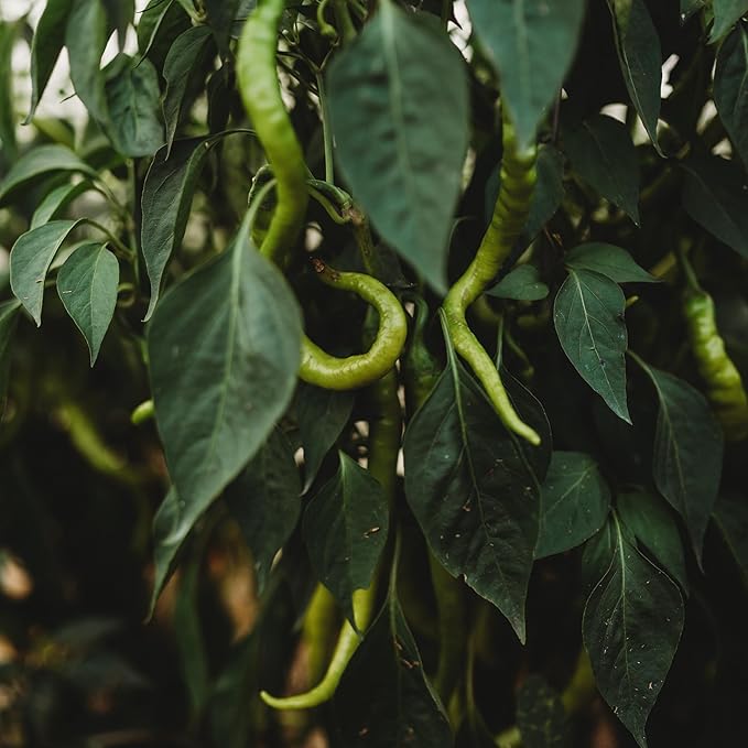 Tatli Kil Sivri (Sweet Sivri) Turkish Pepper - 25 Seeds - Heirloom & Open-Pollinated Variety, USA-Grown, Non-GMO Vegetable Seeds for Planting Outdoors in The Home Garden, Thresh Seed Company