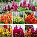 Mixrug Mix Cockscomb Seeds for Planting, 100pcs Rare Perennial Flame Celosia Flower Seeds Plants, Non-GMO Heirloom Open Pollinated Beauty Flowers Home Garden for Outdoors