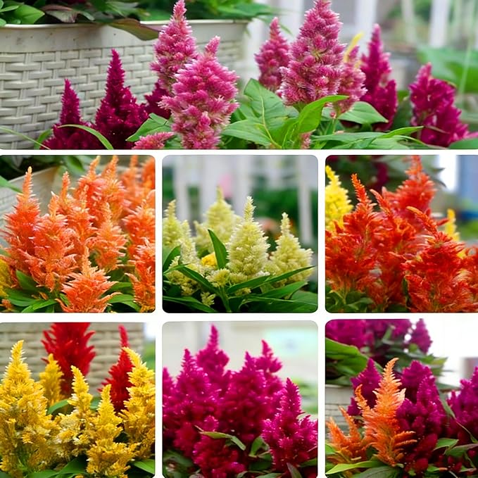 Mixrug Mix Cockscomb Seeds for Planting, 100pcs Rare Perennial Flame Celosia Flower Seeds Plants, Non-GMO Heirloom Open Pollinated Beauty Flowers Home Garden for Outdoors