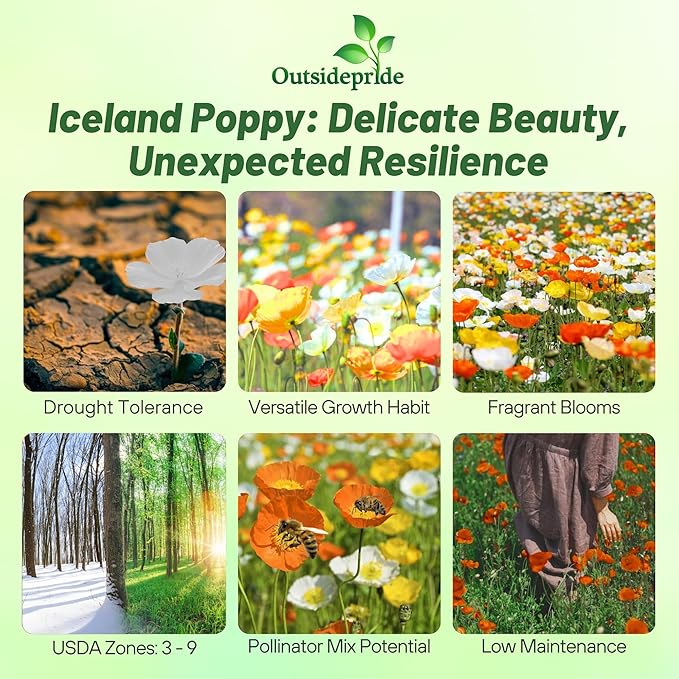 Outsidepride Iceland Poppy Seeds for Planting Outdoors - 1/2 Lb. Annual, Drought-Tolerant & Easy to Grow Wildflower Seeds with Vibrant Purple Blooms for Landscaping, & Pollinator Garden
