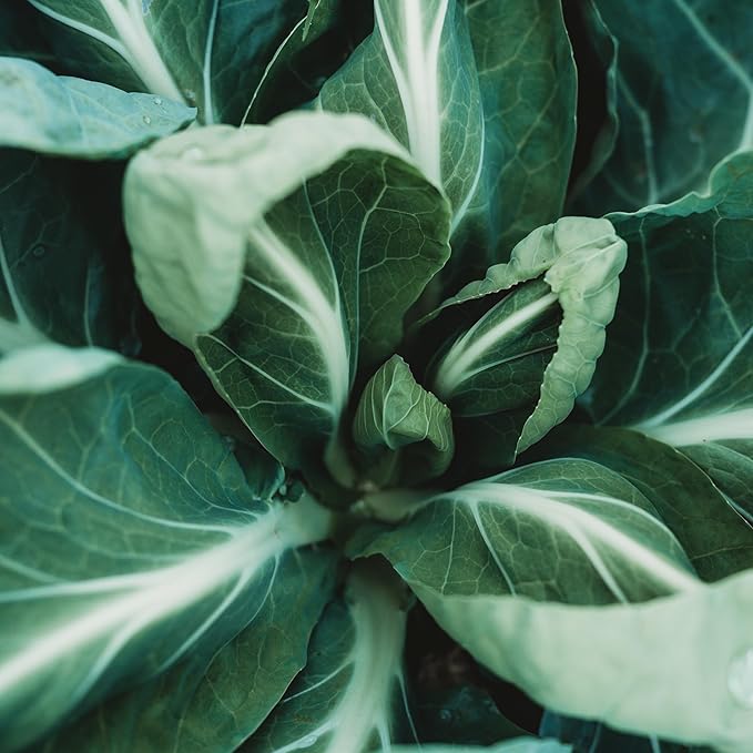 Portuguese Kale (Tronchuda Kale) - 100 Seeds - Heirloom Kale Variety, Exceptionally Tender Leaves, Non-GMO, Heirloom Kale Seeds for Planting in The Home Garden, Thresh Seed Company