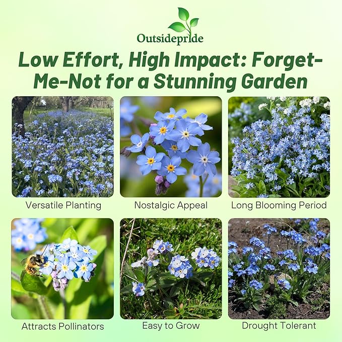 Outsidepride Blue Forget Me Not Seeds - 10000 Pcs Low Growing, Self-Sowing Perennial Flower Seeds for Planting Dense Blue Blooms & Upright Growth Habit for Meadows, Pollinator & Cottage Gardens