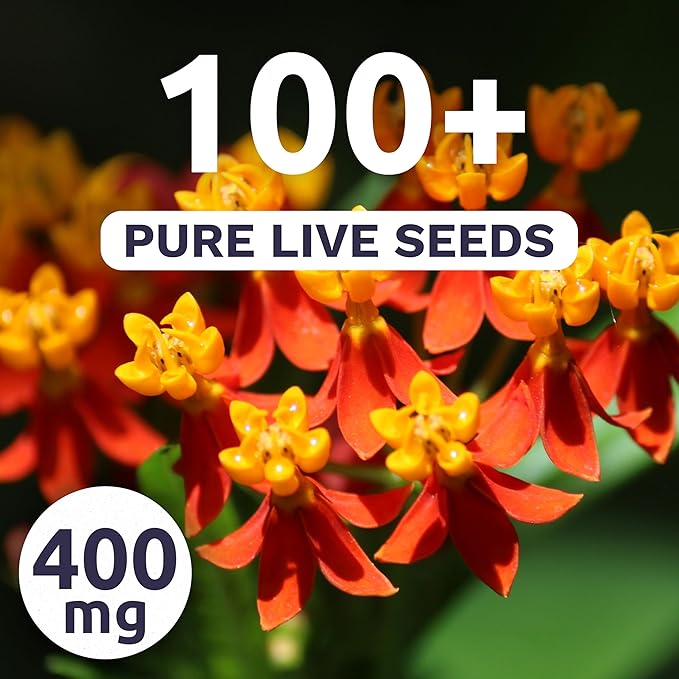 Milkweed - Blood Flower - Large 400mg Envelope - 100 Flower Seeds for Planting - Asclepias curassavica