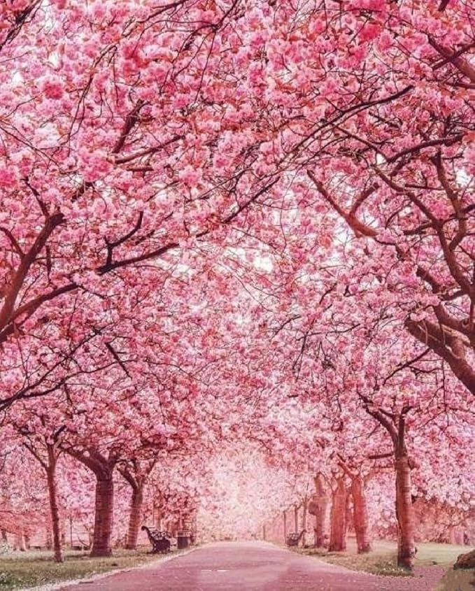 50 Japanese Cherry Blossom Seeds Rare Fast Hardy Flower Sakura Bonsai