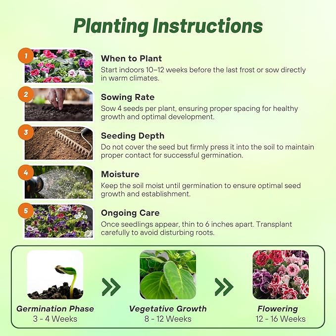 Outsidepride Gloxinia Seeds - 25 Pcs. Perennial, Easy to Grow & Low Maintenance, Flower Seeds for Planting Floriferous, Vibrant Mixed Blooms, Great for Shaded Gardens & Cut Flower Arrangements