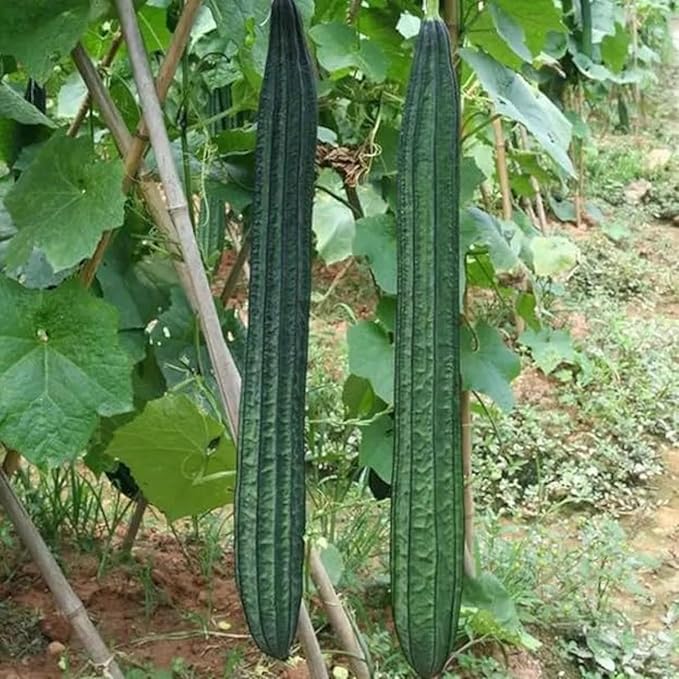 NYGardenia 20 Ridged Sponge Gourd Seeds – Angled Luffa Heirloom Vegetable for Home Gardens, Non-GMO and Easy to Grow