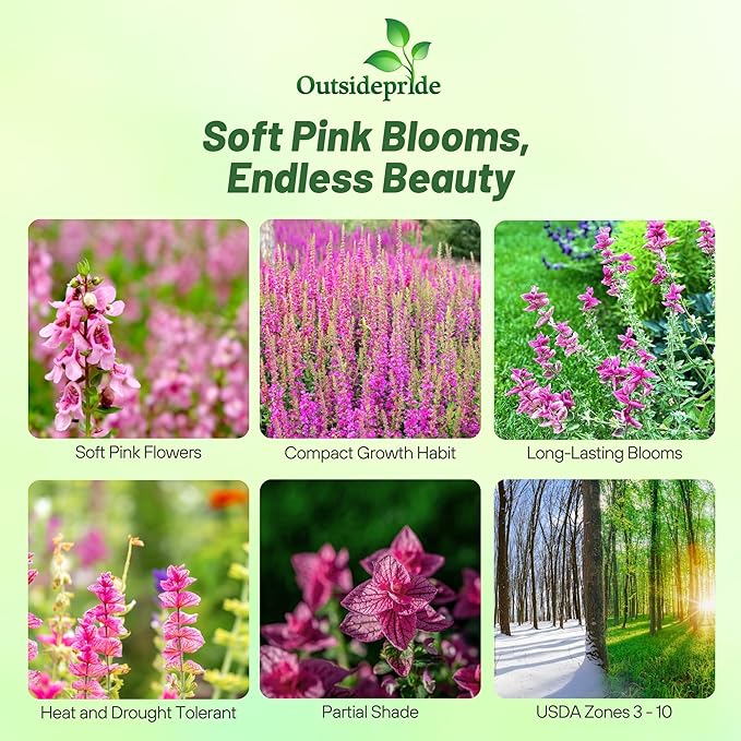 Outsidepride Pink Sunday Salvia Seeds - 2,000 Pcs Annual, Compact, Heavy Blooming & Drought-Tolerant Sage Seeds for Planting Fragrant Pink Blooms for Butterfly & Hummingbird Gardens & Landscaping