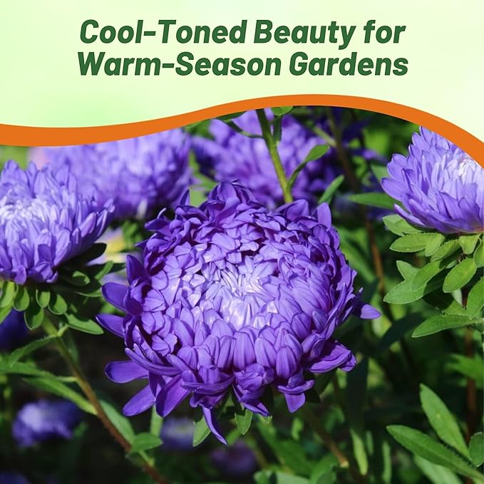 Outsidepride Paeony Aster Seeds - 2,000 Pcs Annual, Hardy & Pollinator Friendly Flower Seeds for Planting Vibrant Double Incurved Dark Blue Petals, Ideal for Meadows & Aesthetic Gardens
