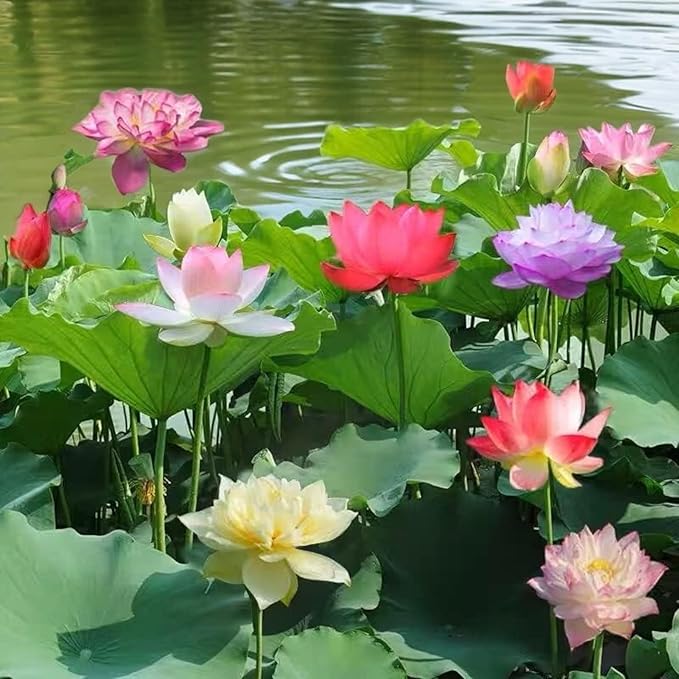 20pcs Mixed Pink, Red & Green Color Bowl Lotus Seeds for Planting Beautiful Water Plants for Indoor Bonsai, Outdoor Ponds (Lotus Seeds (for Germination))