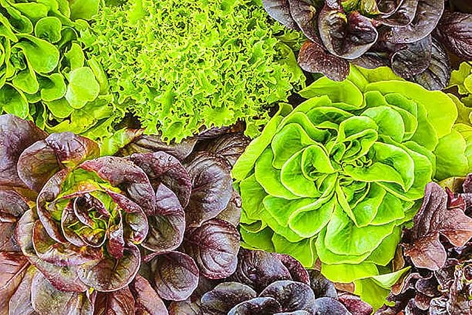 Buttercrunch Lettuce Seeds - Fall Crop and Cool Season Planting -1200 Seeds