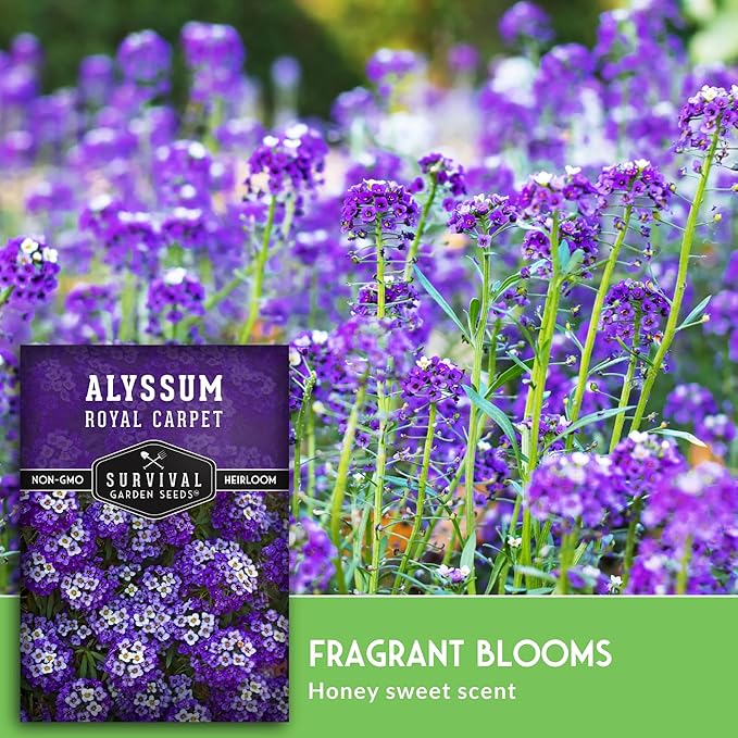 Alyssum Seeds for Planting - Sweet Royal Carpet Purple Alyssum - Fragrant Perennial Flower & Ground Cover - Heirloom Non-GMO - Survival Garden Seeds (1 Pack)