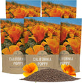 Bulk California Orange Poppy Wildflower Seeds - 5 Pounds - Over 1,600,000 Native Seeds - California State Flower!