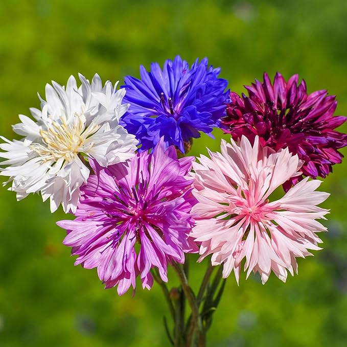 Colorful Dwarf Cornflower Seeds for Planting, 3007+pcs Perennial Cornflower Flower Seeds Plants, Heirloom Non-GMO Rare Beautiful Hummingbirds Open Pollinated Wildflowers in Home Garden Outdoors