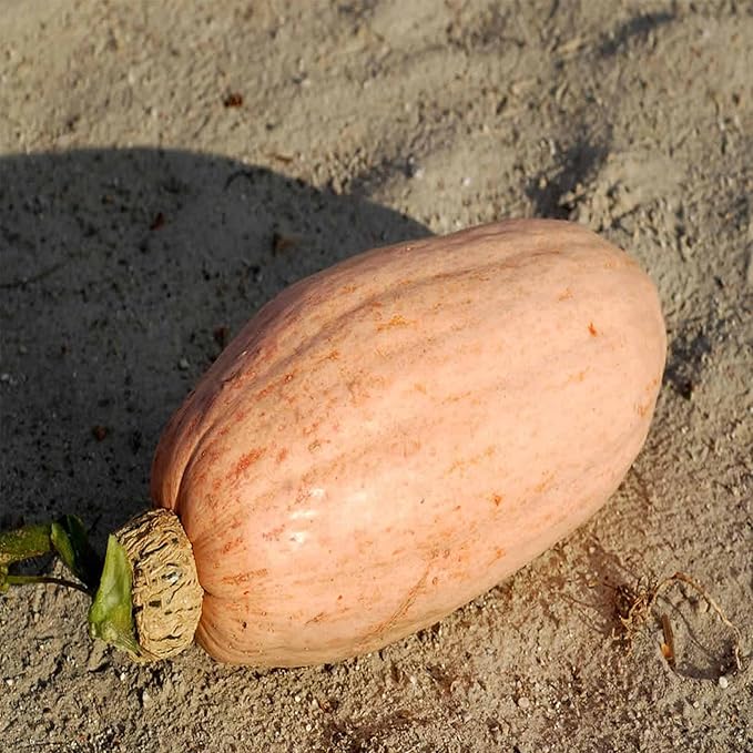 Pink Banana Jumbo Winter Squash Garden Seeds - 1 Oz - Non-GMO, Heirloom - Vegetable Gardening Seed