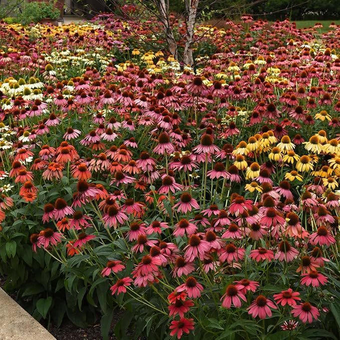 Outsidepride Cheyenne Spirit Echinacea Coneflower Seeds - 10 Pcs Perennial, Drought Tolerant Mix of Purple Coneflower Seeds for Planting, Attracts Birds & Butterflies for Xeriscape (AAS Winner)
