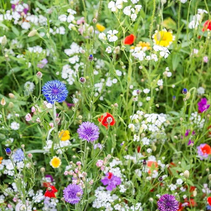 Created By Nature North Carolina Wildflower Seed Mix, 18 Flower Varieties, 35,000 Seeds
