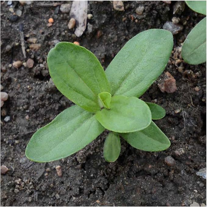 Seed Needs Zinnia Seeds for Planting Candy Stripe Zinnias - Heirloom & Open Pollinated Annual Cut Flowers - Perfect to Attract Pollinators to a Butterfly Garden (2 Packs)