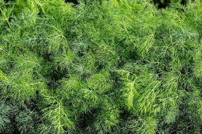 NIKA SEEDS - Seeds Herb Dill Bush Giant 30 Days Green - 2000 Seeds