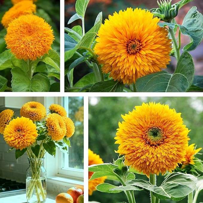 800+ Giant Teddy Bear Sunflower Seeds – Fluffy Double Yellow Petals – Extra Large Blooms – Non-GMO, Open Pollinated, Easy to Grow for Outdoor Garden