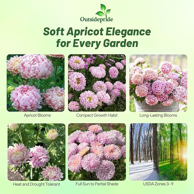 Outsidepride Paeony Aster Seeds - 2,000 Pcs Annual, Hardy & Pollinator Friendly Flower Seeds for Planting Vibrant Double Incurved Apricot Petals, Ideal for Meadows & Aesthetic Gardens