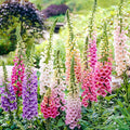Foxglove Seeds, Large Packet 1 Ounce 290,000+ Seeds, 24-36’ Tall Spire Bloom Attract Hummingbirds and Bees, Non-GMO | Heirloom | USDA Zones 4-10