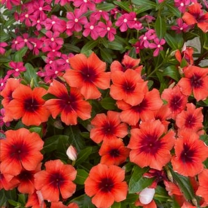 1000+ Perennial Vinca Periwinkle Flower Seeds, Mixed Color Heirloom Vinca Periwinkle Flower Seeds, Ground Cover Seeds for Home Garden and Outdoor