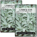Sow Right Seeds - Lambs Ear Seeds for Planting - Non-GMO Heirloom Packet with Instructions to Grow an Outdoor Flower Garden - Wooly Silver Leaves, Perennial Foliage - Stachys for Rock Gardens (2)