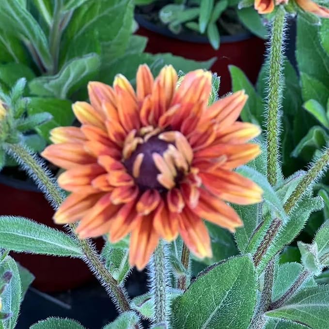 NYGardenia 500 Black Eyed Susan Seeds – Rustic Orange & Yellow Rudbeckia Autumn Garden Flower, Heirloom, Non-GMO
