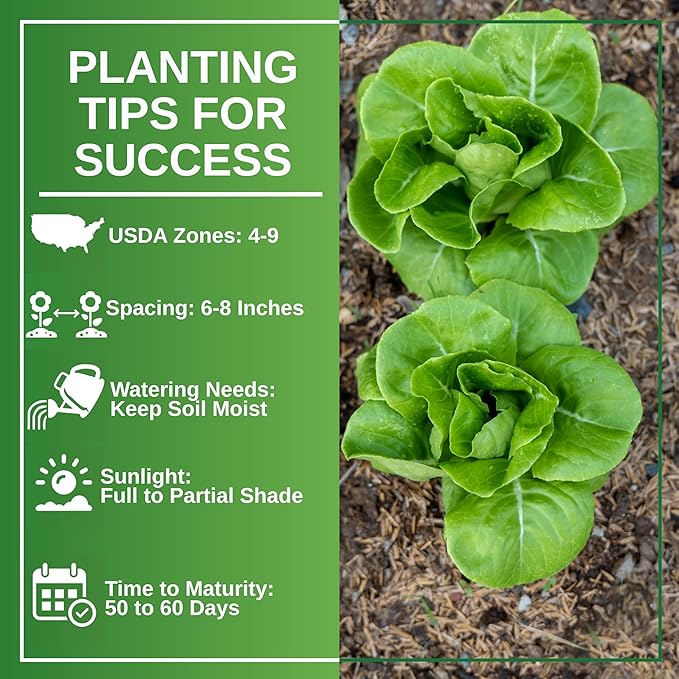 TKE Farms & Gardens - Buttercrunch Lettuce Seeds for Planting, 2500+ Seeds, Heirloom, Non-GMO, 3 Grams, Indoor & Outdoor Gardens, Butterhead Lettuce (Lactuca Sativa), Growing Instructions Included
