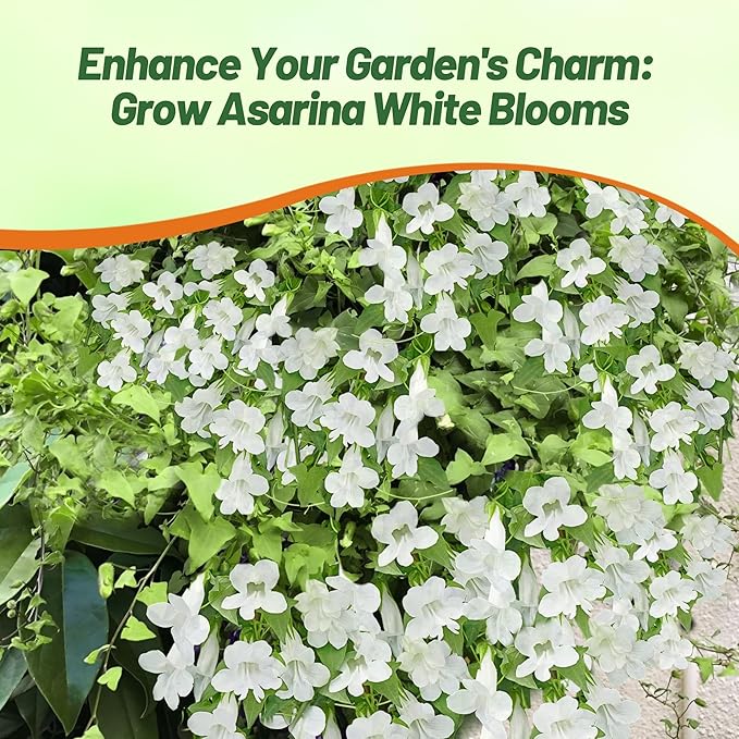Outsidepride White Asarina Climbing Snapdragon Seeds - 100 Pcs Perennial Flower Seeds for Planting, Easy to Grow Climbing Vines w/Attractive Flowers for Containers, Trellises, & Ground Cover