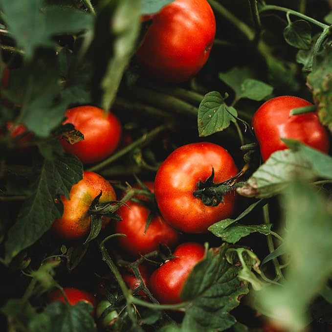 Oregon Spring Tomato - 50 Seeds - Rare Heirloom Tomato, Parthenocarpic Tomato Variety, Great for Greenhouses, Non-GMO, Heirloom Tomato Seeds for Planting in The Home Garden, Thresh Seed Company