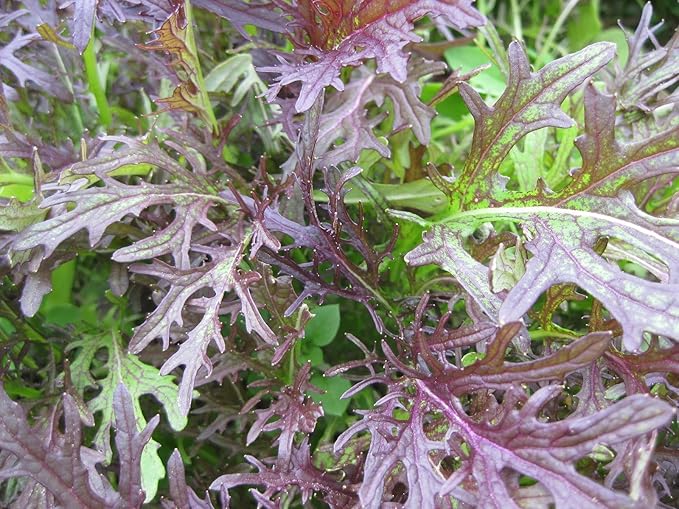 Seeds Mizuna Mix Lettuce Salad (Japanese Cabbage) Water Microgreen Heirloom Vegetable Non GMO