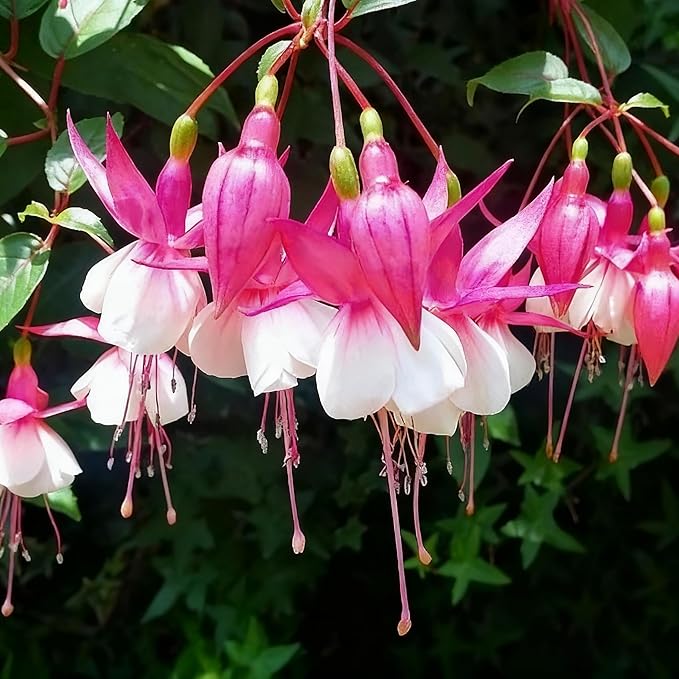 Fuchsia Flower Seed for Planting, 200+ Mixed Fuchsia Seeds, Perennial Flower Plants, Non-GMO Heirloom Flower Seed for Home Garden