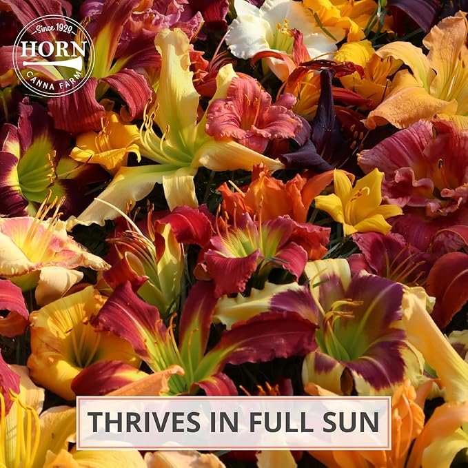 Strutter’s Ball Daylily Flower Bulbs – Deep Red-Purple Ruffled Blooms with Yellow Throat – Hardy, Pollinator-Friendly Perennial for Full Sun (Zones 3–9) Fall Planting Spring Blooming