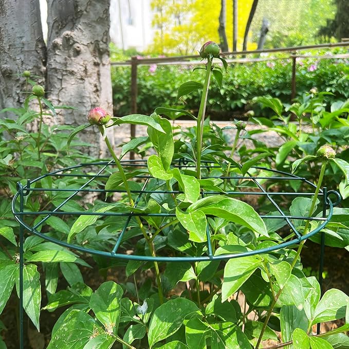 3 Pack Peony Cages and Supports 16 x 24 Inch Grow Through Plant Support Peony Support Ring for Outdoor Plants