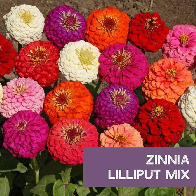 Zinnia Seeds for Planting Outdoors - ~1,500 Lilliput Semi-Dwarf Zinnia Seeds - Dazzling 1-2" Lush Pompom-Like Dwarf Bulbs - Zinnia elegans Pollinator Seed Mix - Bright Annual Flower Seed Packets