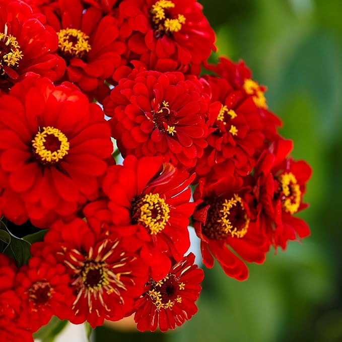 Eden Brothers Zinnia Seeds - Will Rogers, Non-GMO Seeds for Planting, 1 oz | Low-Maintenance Flower Seeds, Plant During Spring, Zones 3, 4, 5, 6, 7, 8, 9, 10
