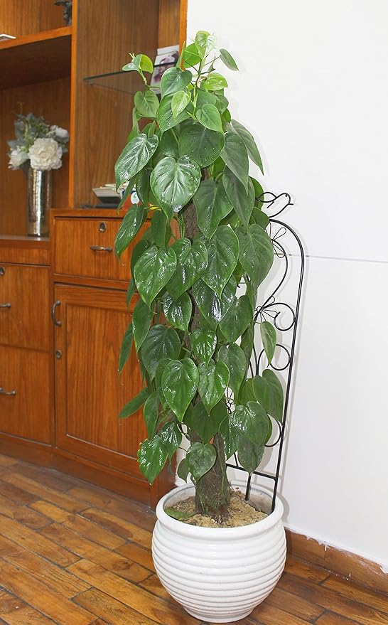 Hosley Set of 2 Iron Wave Pot Trellis 28 Inch H Ideal Gift for Floral Arrangements Wedding Party and Use Next to Structures Home or Office or in Planters for Growing Floral Plants Vines and Vegetables