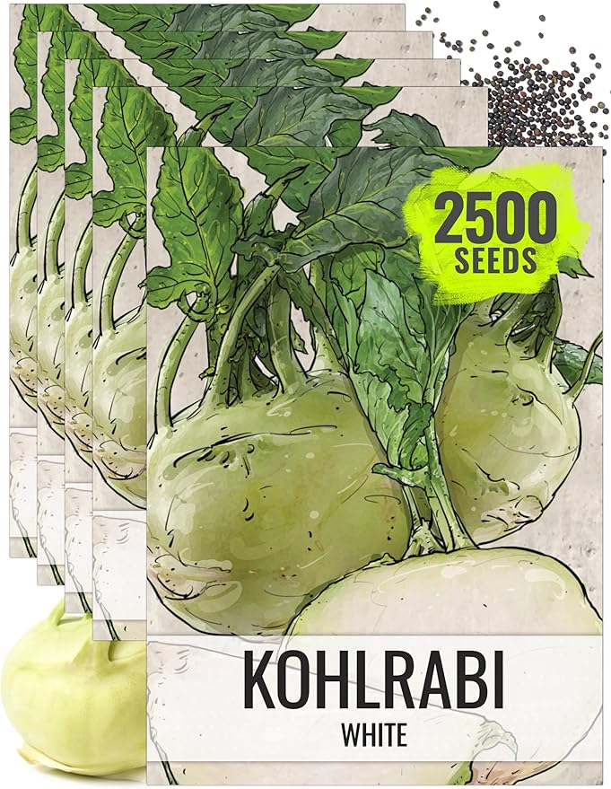 Seed Needs Kohlrabi Seeds for Planting Purple Vienna Kohlrabi Crops - Non-GMO Heirloom & Untreated Vegetable Seed to Plant an Outdoor Home Grown Veggie Garden (White Kohlrabi, 5 Packs (2,500 Seeds))