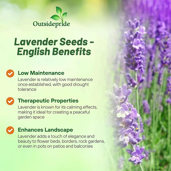 Outsidepride English Lavender Seeds - 5000 Pcs Perennial, Drought-Tolerant & Pollinator Friendly Herb Seeds for Planting Fragrant and Delicate Flowers with Lavender Blooms for Xeriscaping Gardens